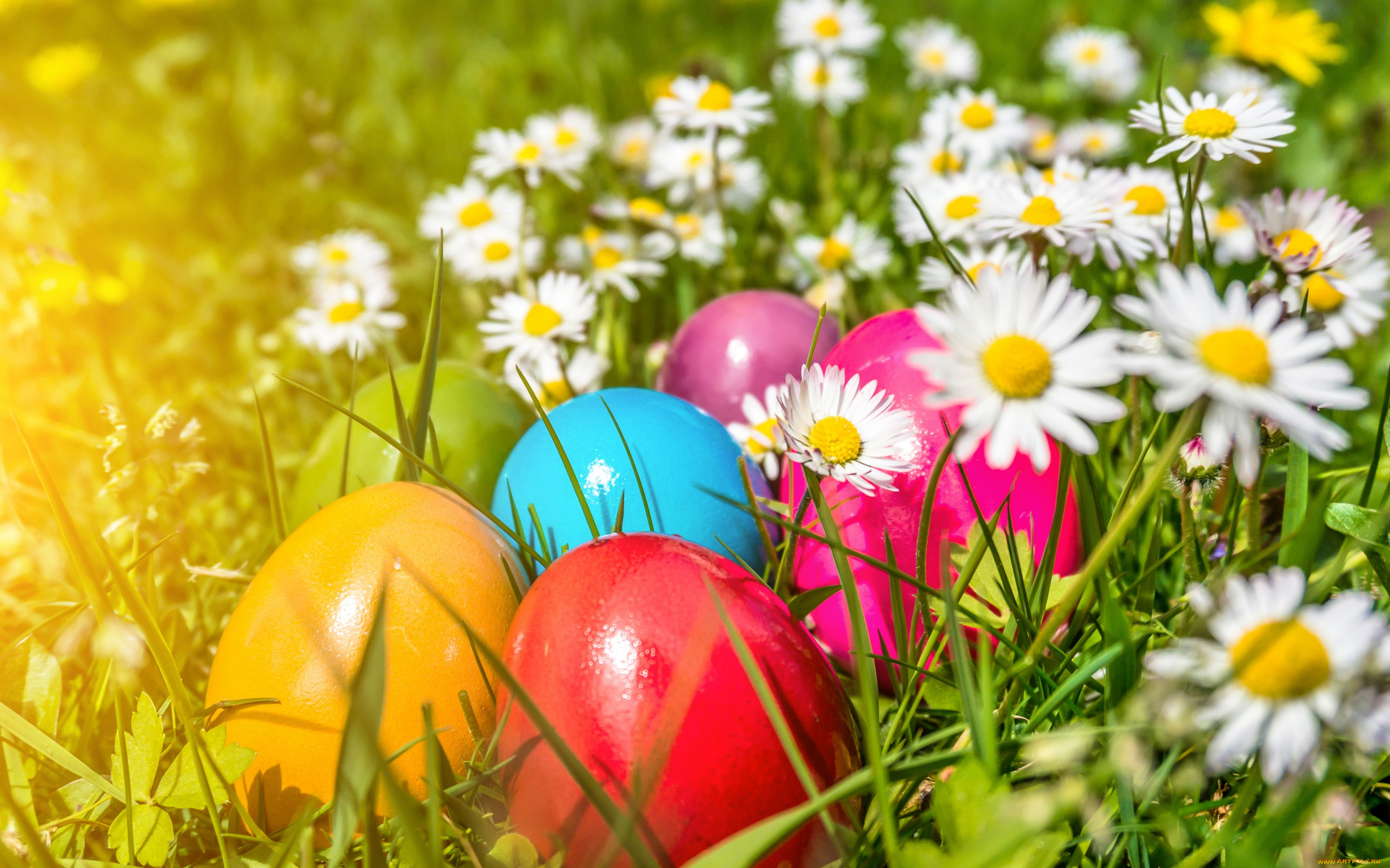 , , easter, eggs, flowers, spring, , , 